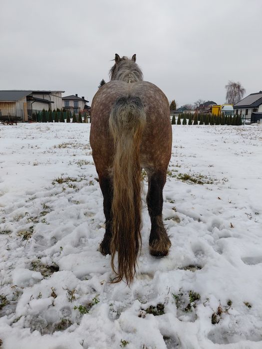 Ogier z licencja siwy szpak