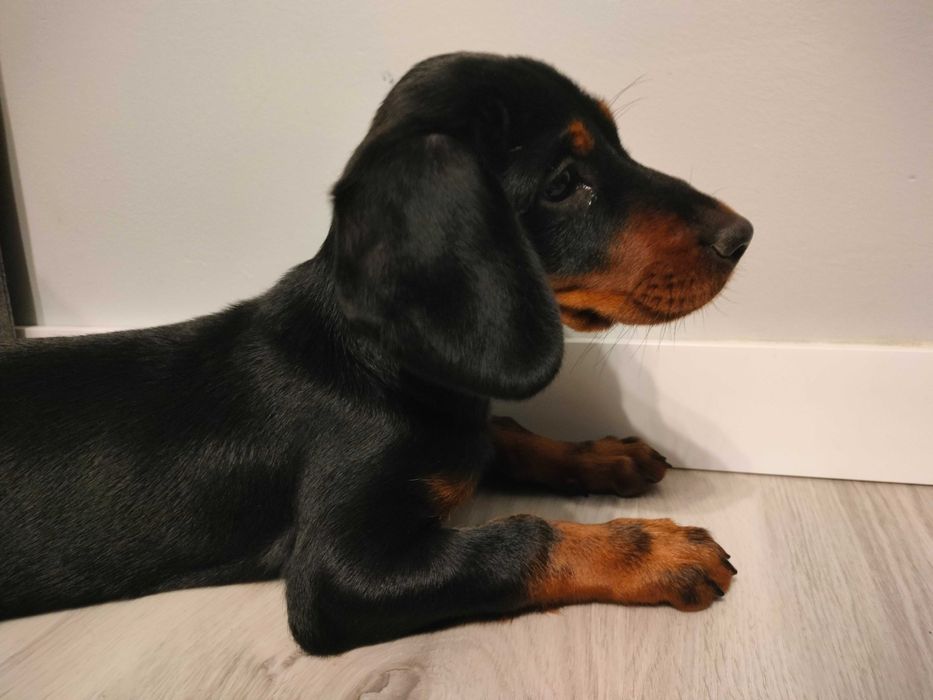 Gończy Słowacki Kopov ZKwP Fci