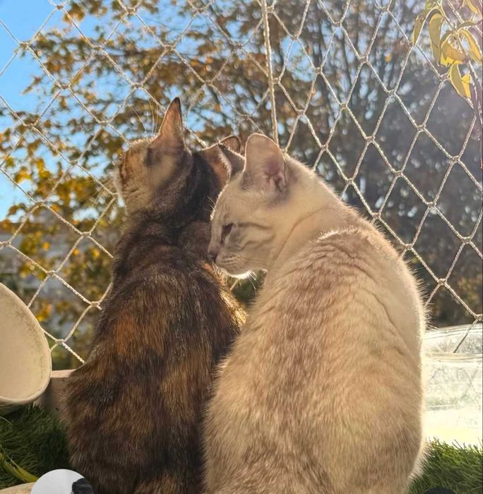 Gatinhas muito dóceis e inseparáveis para adoção CONJUNTA
