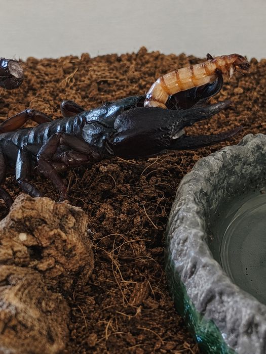 Skorpion  Heterometrus silenus