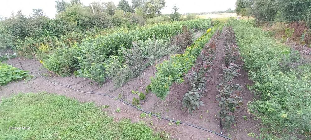 3 річні саджанці фундука сорту Каталонський