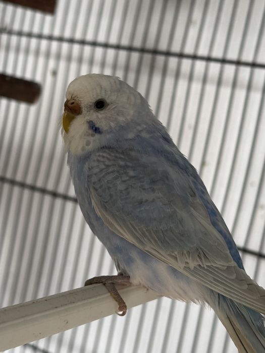 Periquito Australiano