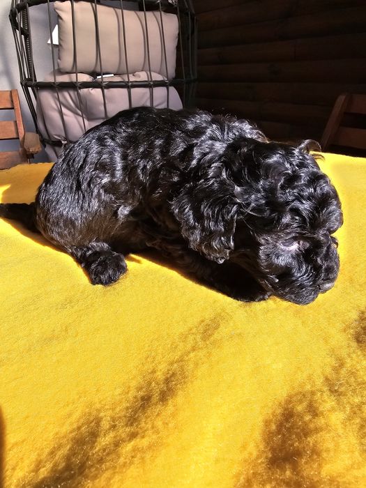 Pudel miniaturowy czarny piesek zkwp fci