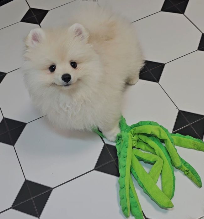 Piesek 3mc  pomeranian gotowy do odbioru