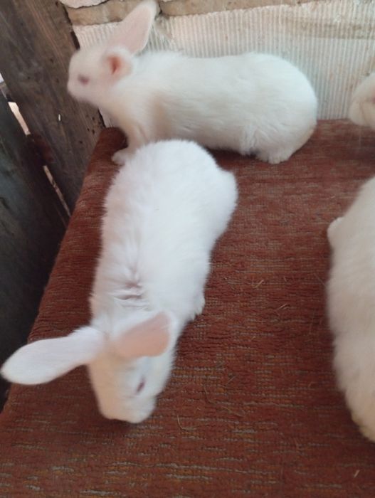 Olbrzym belgijski biały młode