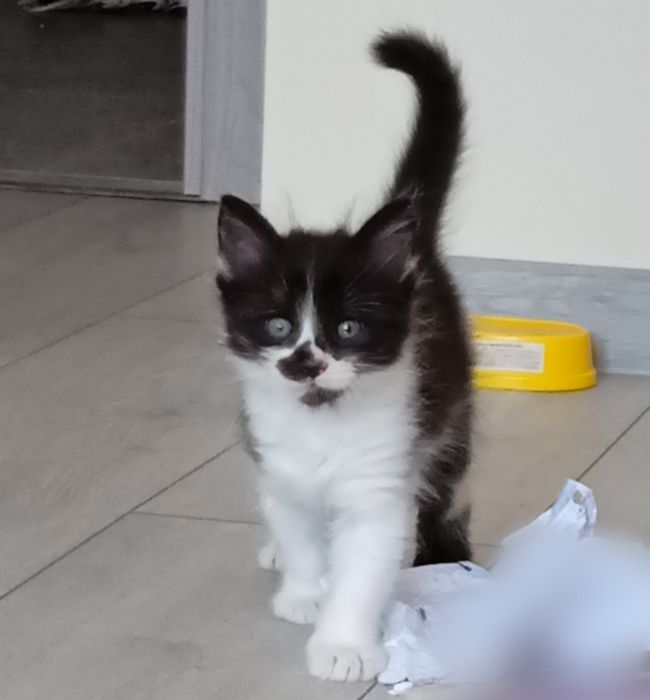 Кошеня шукає сім'ю