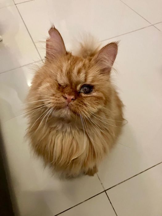 Oddam 2 kochane kotki