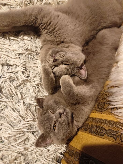 Koty brytyjskie niebieskie