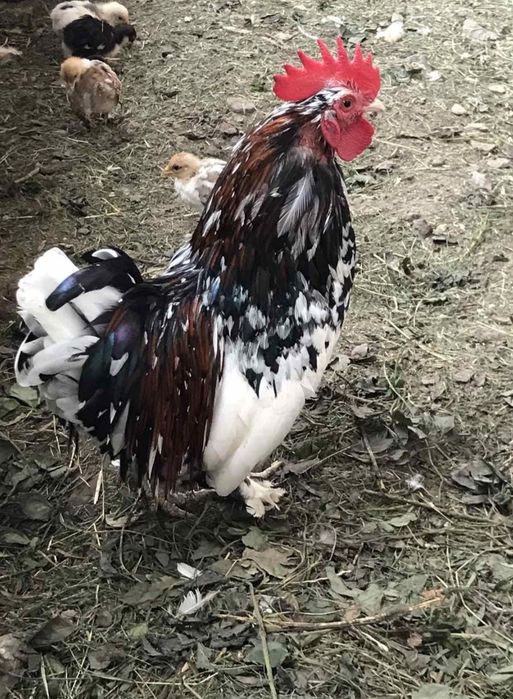 Продаю курей Мільфлер та карликова бентамка!Несуться кожен день!