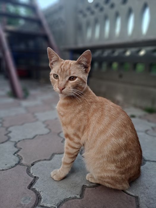 Хлопчик в добрі руки