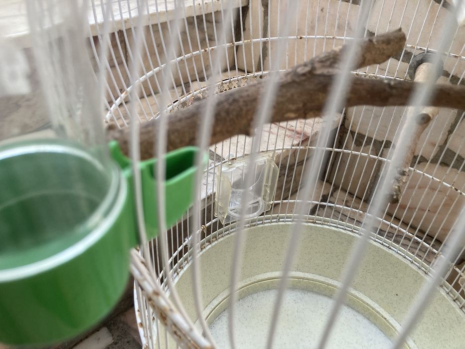 Gaiola usada negociavel