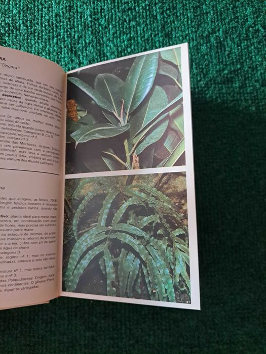 Tudo Verde - Guia das Plantas e Flores