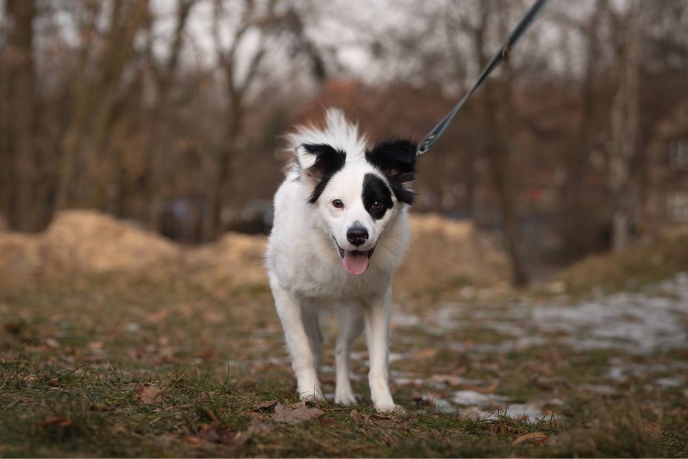 Daj dom młodemu Lufikowi