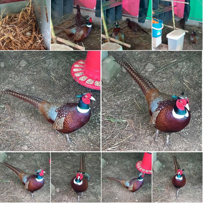Um faisão macho de 1 ano