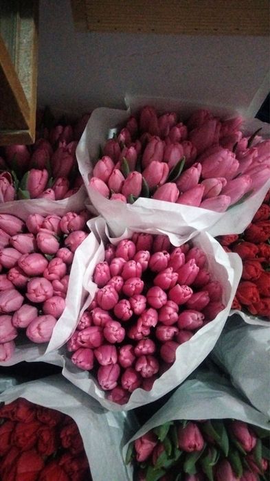 Тюльпани Україна та Голандія