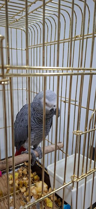 Papagaio cinzento