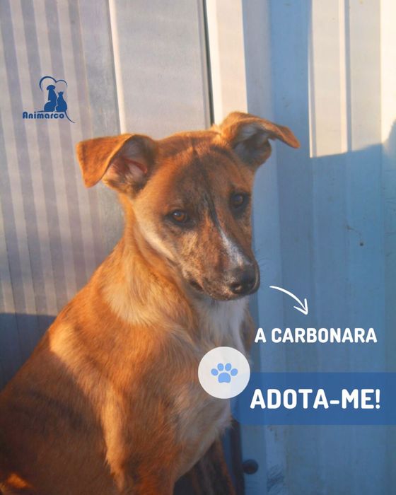 Carbonara cadela jovem porte medio para adocao