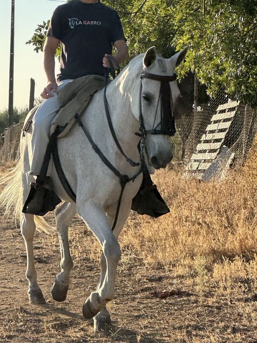 Cavalo de confiança Montado