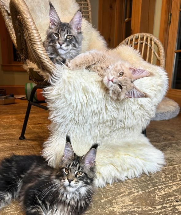 Пропоную Вашій увазі шикарних дівчаток, хлопчиків Мейн Кунов.