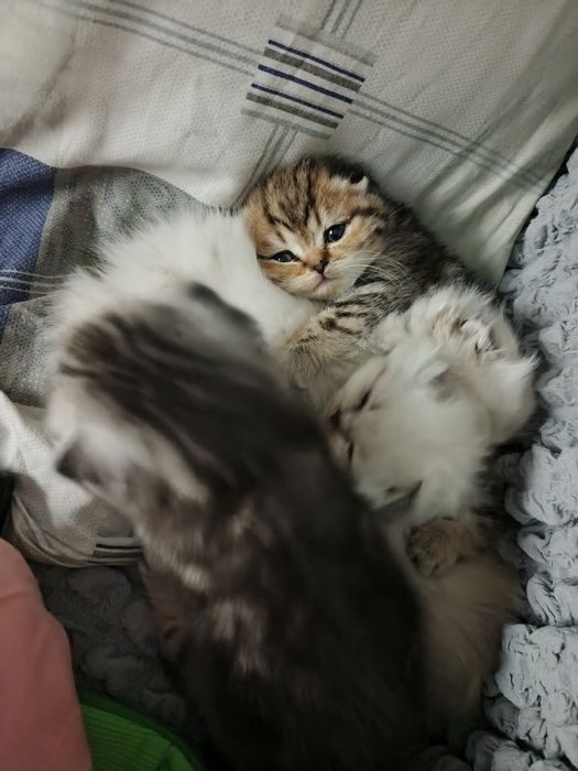 Шотландские вислоухие кошечки