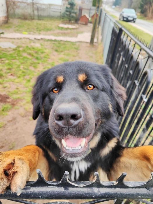 Oddam psa mix owczarek/bernardyn