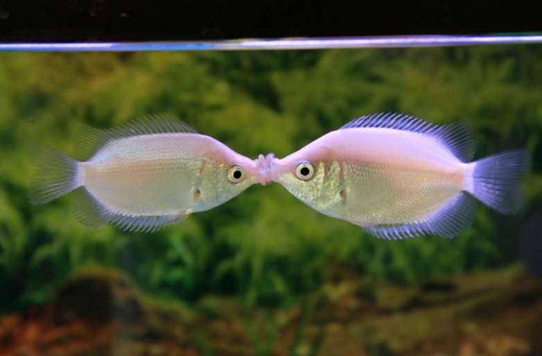 Gurami całujące - rybki do dużego akwarium | Hodowla Łajski