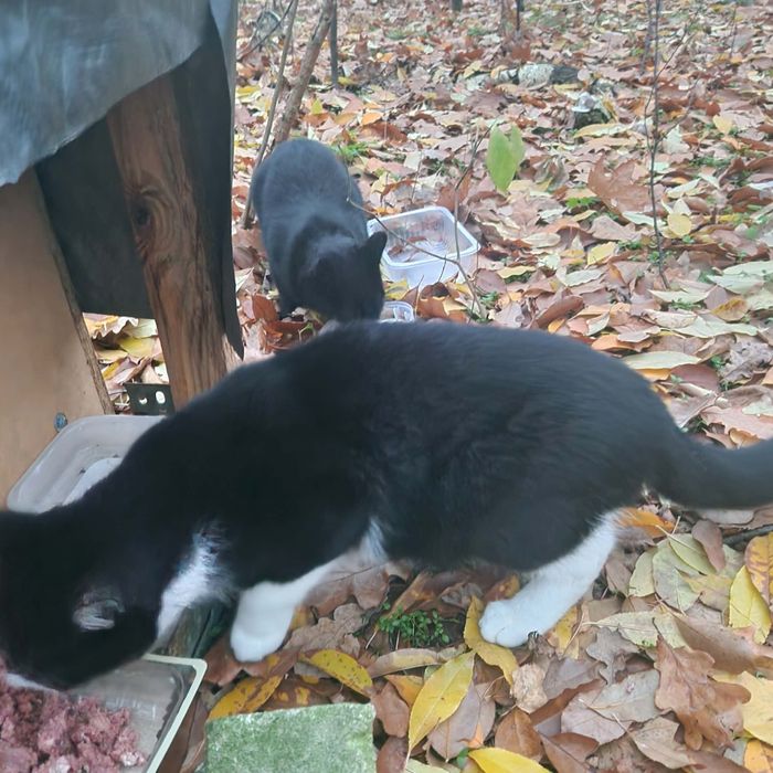 One nie mają czasu. Kocięta z lasu.