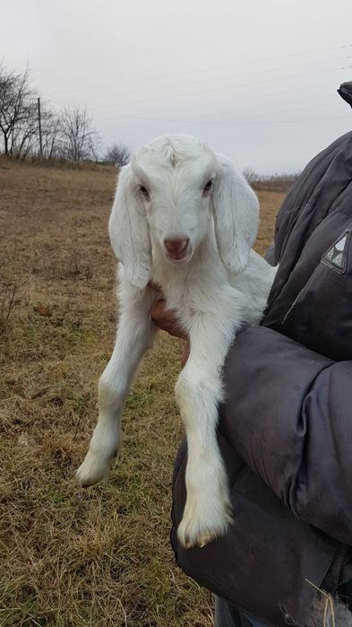 Козочка нубійська