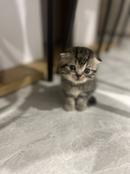 Продам висловухих кошенят