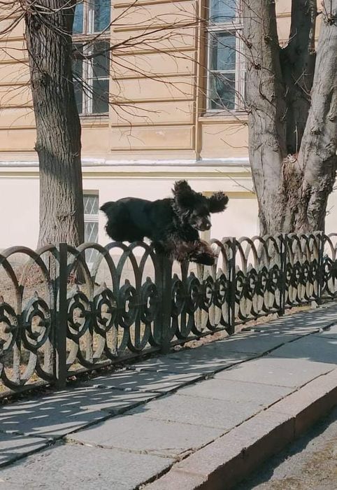 Вязка собак породы кокер-спаниель