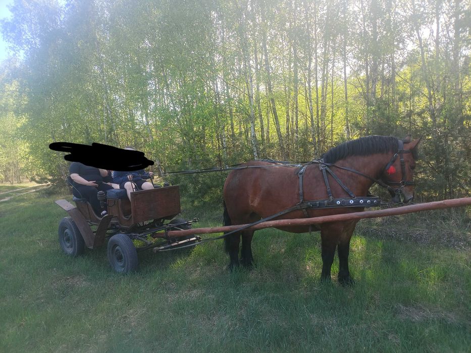 Klacz zimnokrwista
