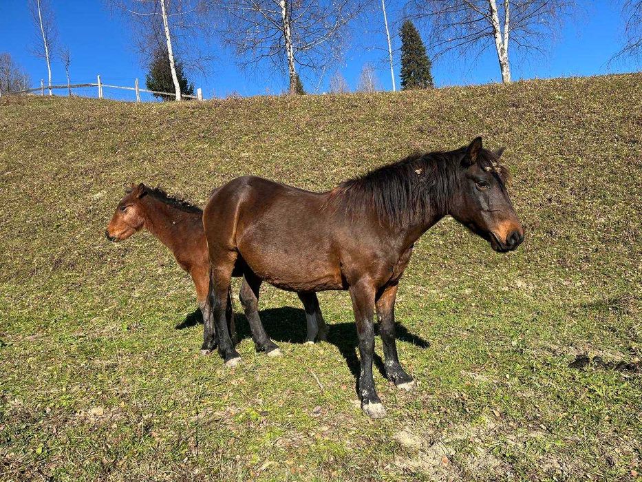 Продаєть кінь кобила і лоші