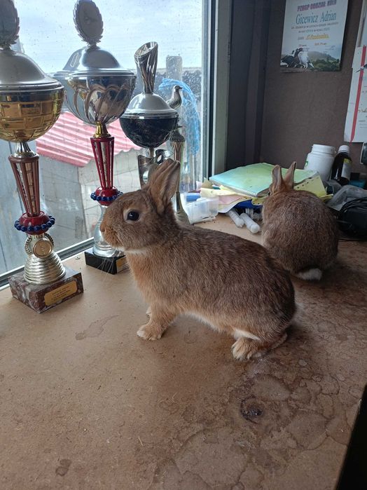 Sprzedam karzełki niderlandzkie podpalane