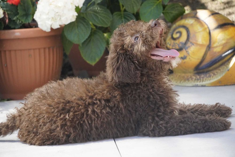 Wyjątkowy Brązowy Samiec Lagotto Romagnolo (FCI) – Maj 2026
