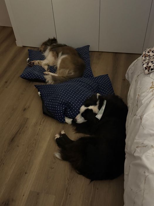 Petsitting ao domícilio e/ou passeios com animais.