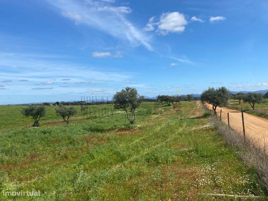 Terreno Rustico com Olival em Vila Nova de São Bento - Serpa