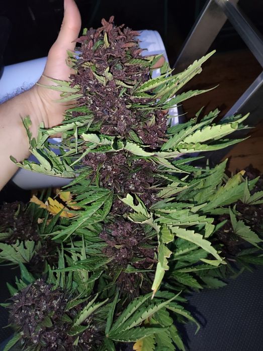 1000 gram 1 kg  Black Devil susz konopi CBD