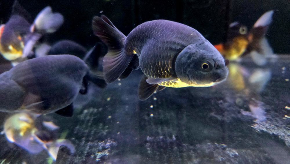 Welonka ranchu black