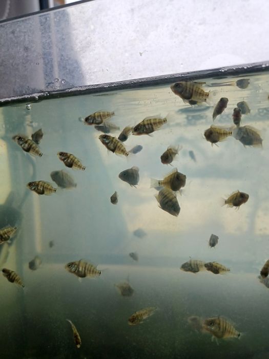 Młode pielegnice cutter