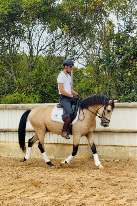 Baio Lusitano 4  anos Montado