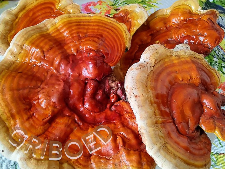 Гриб РЕЙШІ - 250 грам. Плодові тіла, перемелені на порошок.