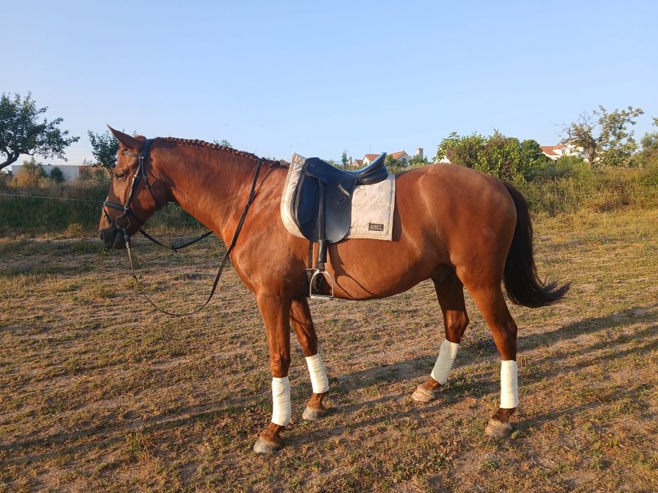 Cavalos Lusitanos  a Vende
