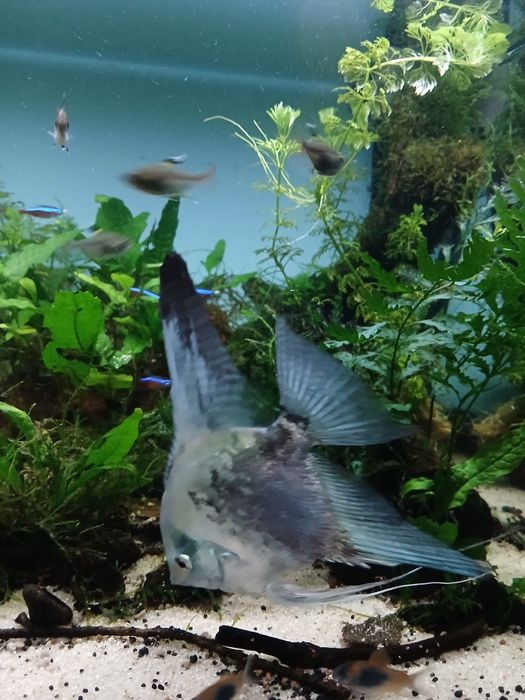 Escalar green smoke pinoy adulto ( Machos)