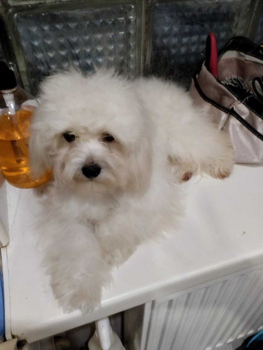 Цікавий хлопчик мальтипу