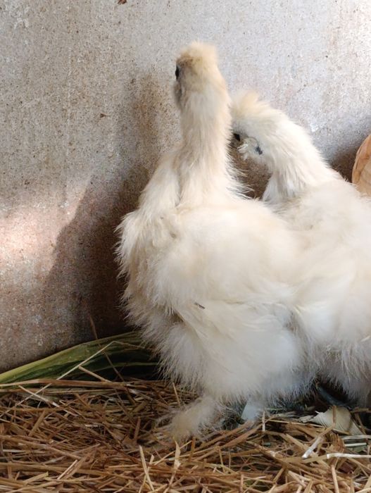 Vendo sedosas e ovos de sedosas do Japãoo de várias cores