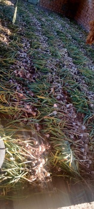 Часник , часник Любаша