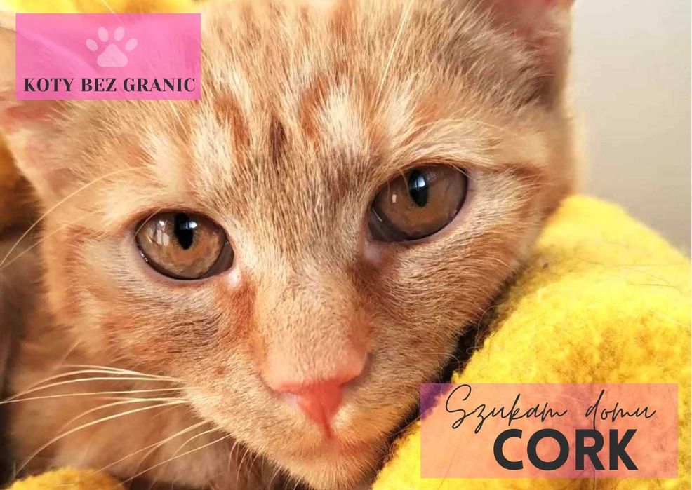 Cork śliczny rudzielec do adopcji