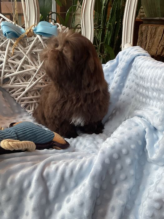 Shih-tzu Salonowy Piesek