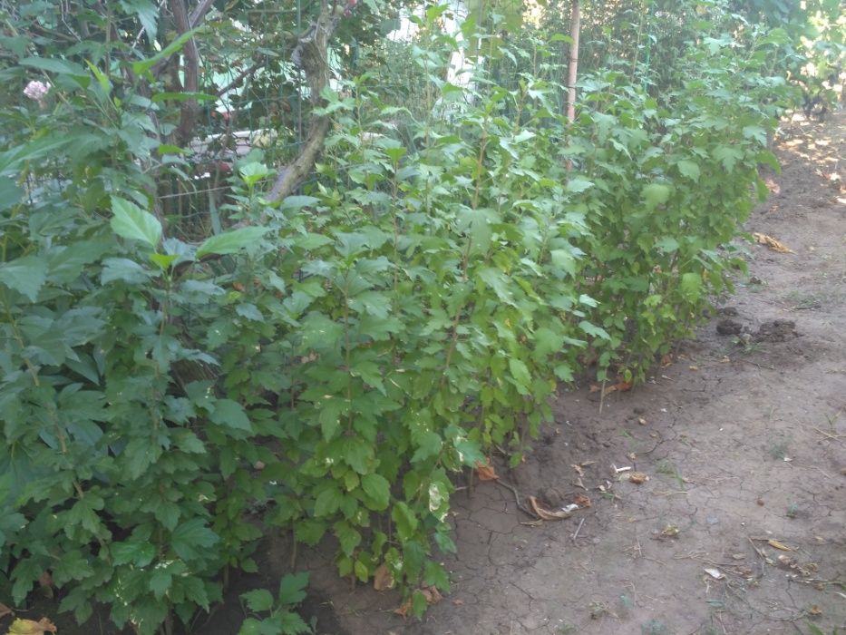Продам саженцы гибискуса