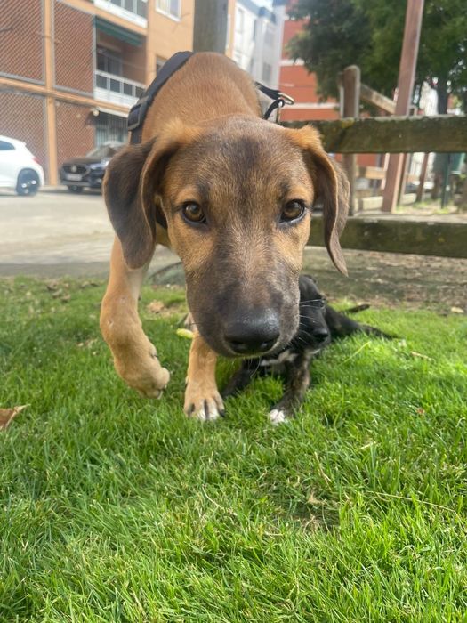 dou cadelinha de 1 ano